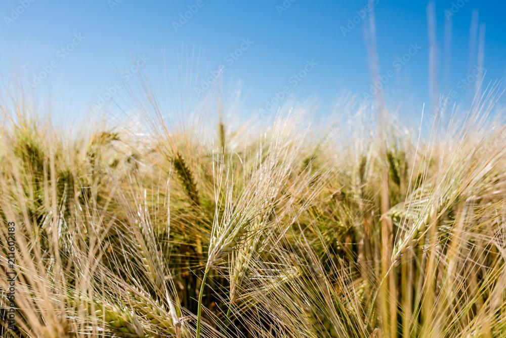 Fototapeta premium épis dorés avant la récolte