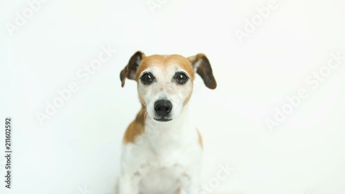 Cute white dog on white background. licking, smiling. Video footage. Pet fun theme