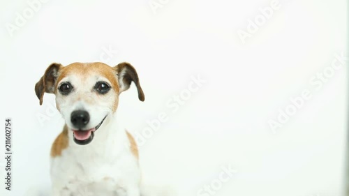 Cute white dog on white background. yawning, smiling. Video footage. Balnk empty space photo