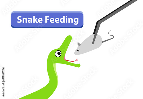 Green Snake feeding with raw rat in vector art