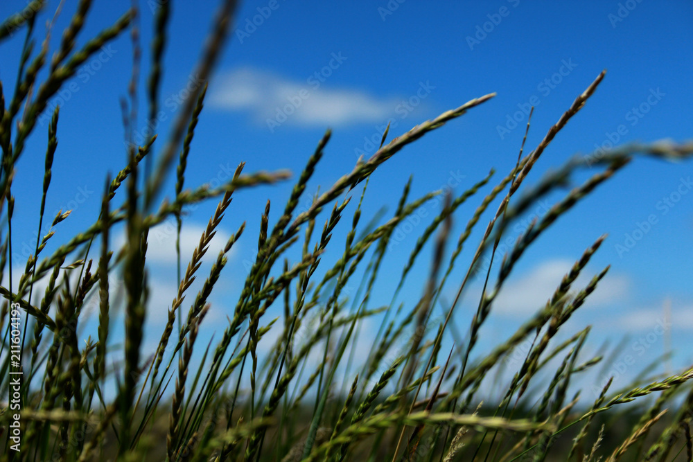 grass, sky, blue, nature, field, green, summer, plant, wheat, meadow, agriculture, wind, landscape, beach, clouds, spring, corn, reed, season, rural, outdoors, plants grass, sky, blue, nature, field, green, summer, plant, wheat, meadow, agriculture, wind, landscape, beach, clouds, spring, corn, reed, season, rural, outdoors, plants