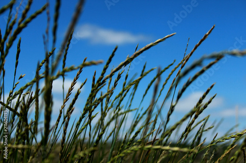 grass  sky  blue  nature  field  green  summer  plant  wheat  meadow  agriculture  wind  landscape  beach  clouds  spring  corn  reed  season  rural  outdoors  plants
