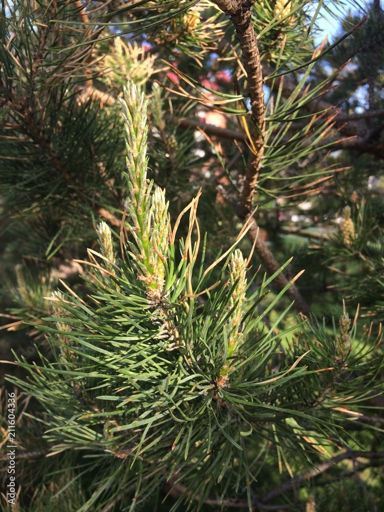 Blossom pine tree Blossom pine tree