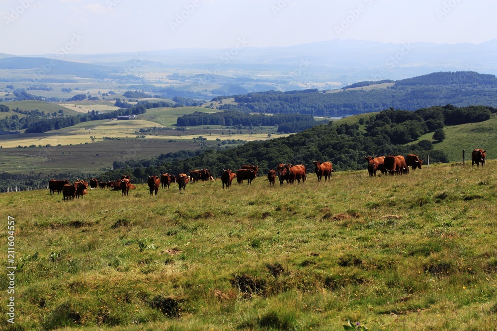 troupeau de vache en Auvergne