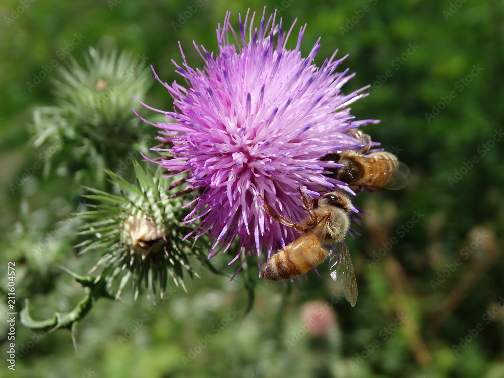 macro ape su fiore macro ape su fiore