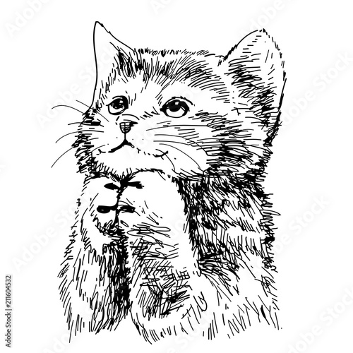 lovely kitten hand drawn vector