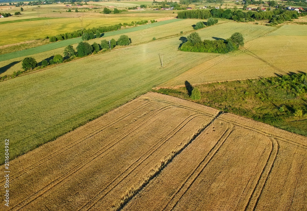Divided fields of grain, meadow and tees, village, aerial view