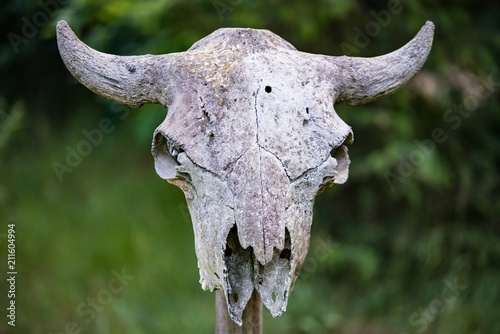 Scary bison skull