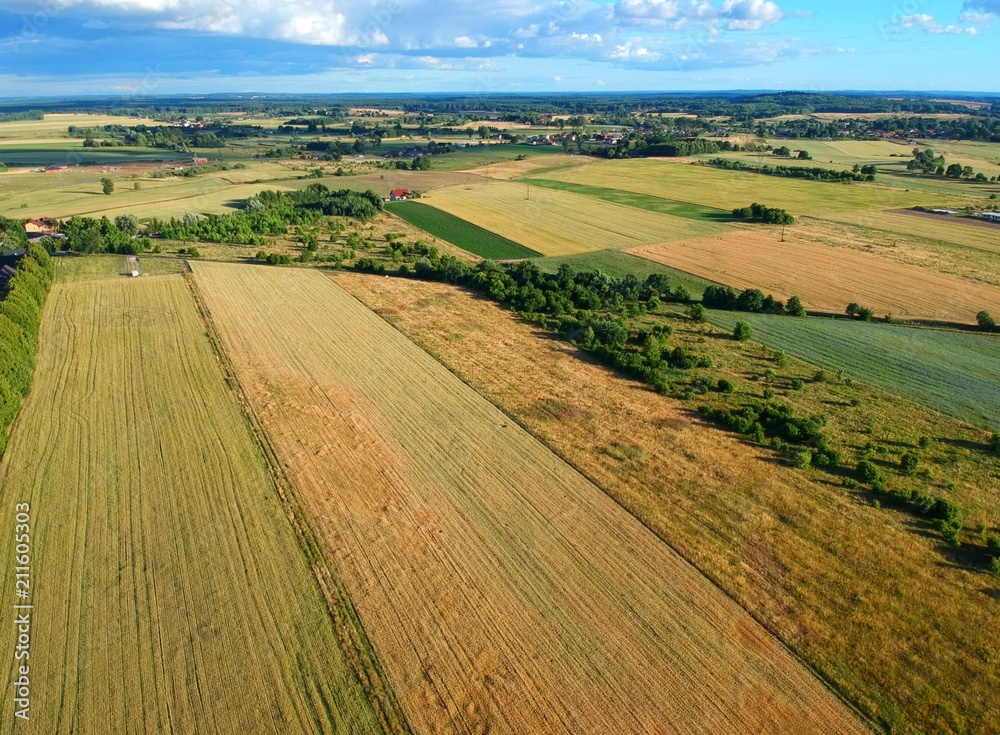 Yellow and green fields of grain and meadow landscape, aerial view
