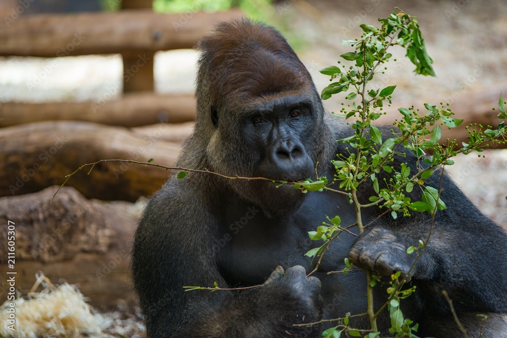 Gorilla eating green leaves