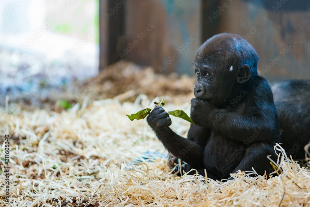Naklejka premium Black baby gorilla eating
