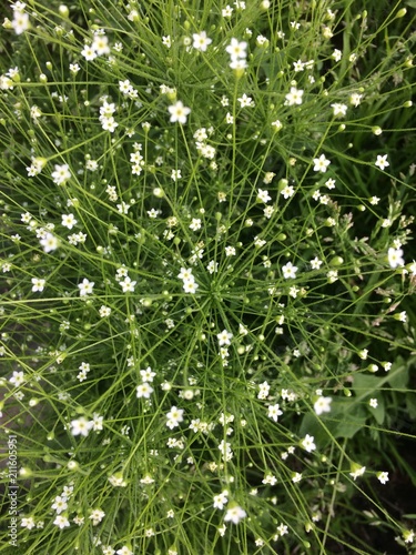 Wallpaper Mural Blossom forest flowers Torontodigital.ca