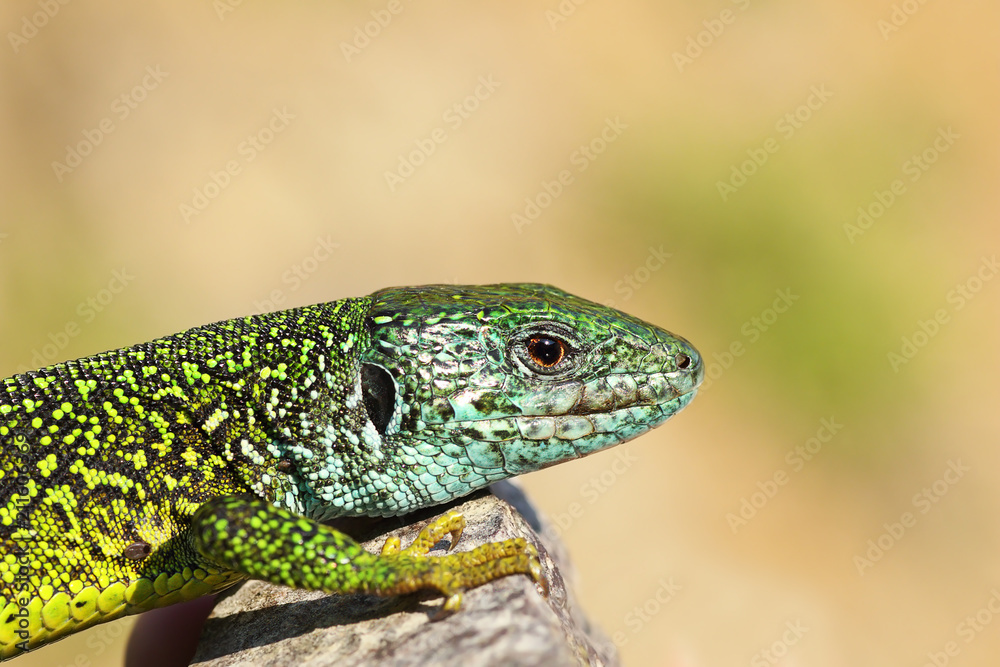 Fototapeta premium close-up of male green lizard