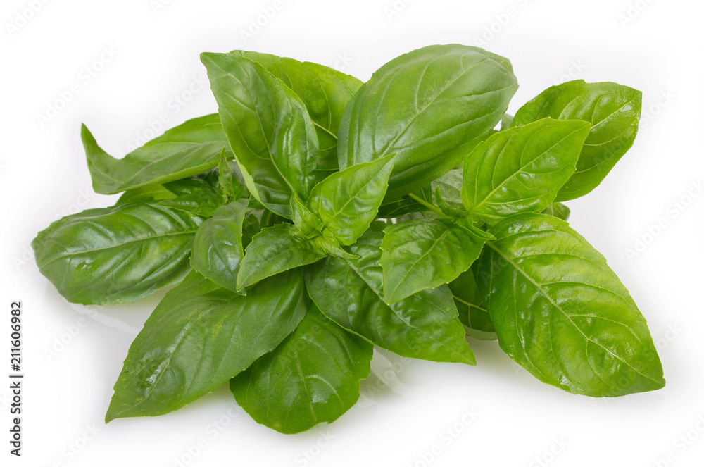 Fototapeta premium Fresh basil on white background
