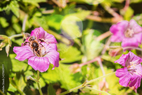 abeille butinant en gros plan