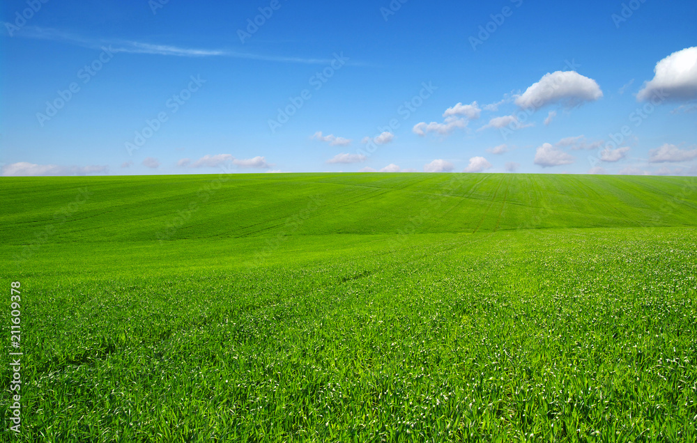 Green grass field Green grass field