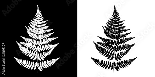 Fern Black-and-white vector image. Black fern silhouette isolated on white background and White fern silhouette isolated on black background