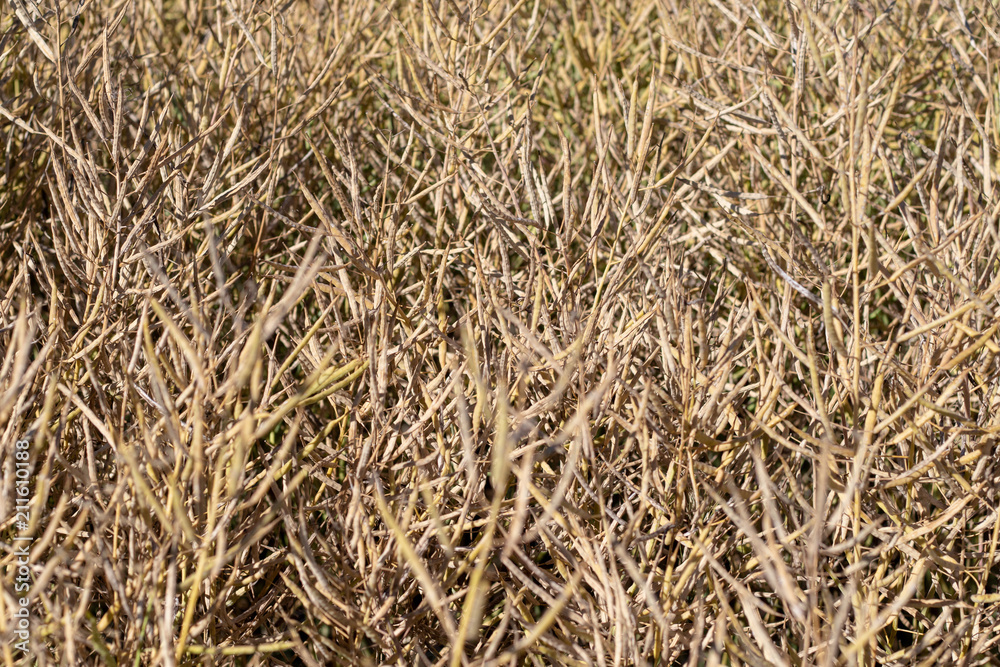 Nahaufnahme von erntereifen Rapspflanzen auf einem Feld im Sommer
