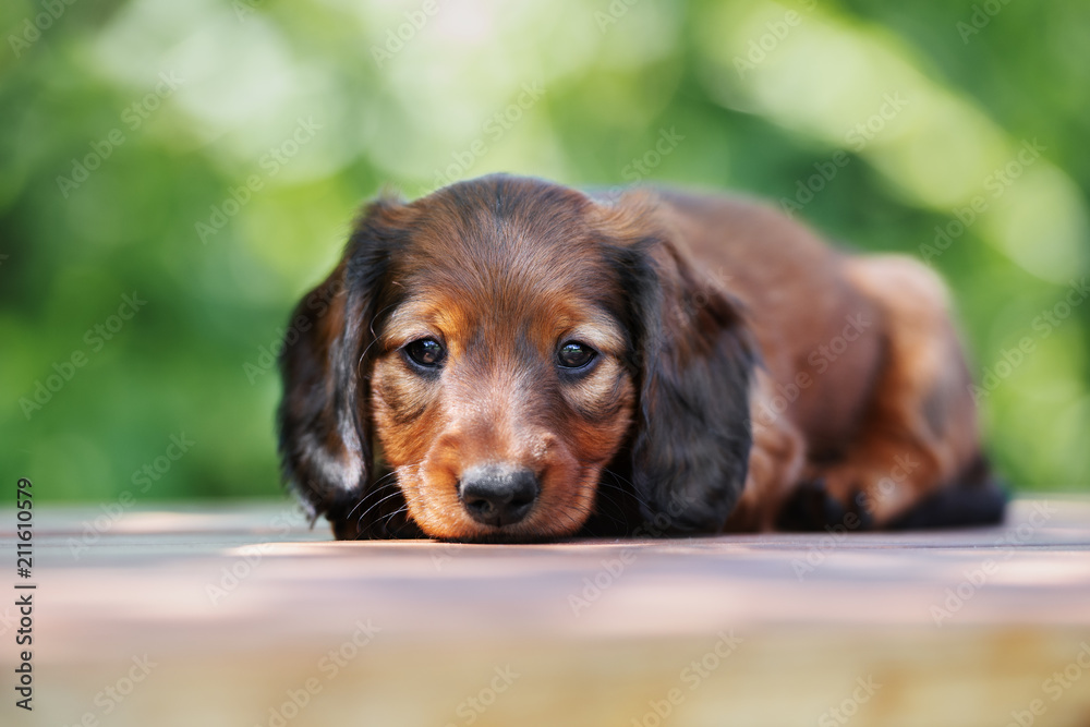 dachshund puppy lying down outdoors in summer