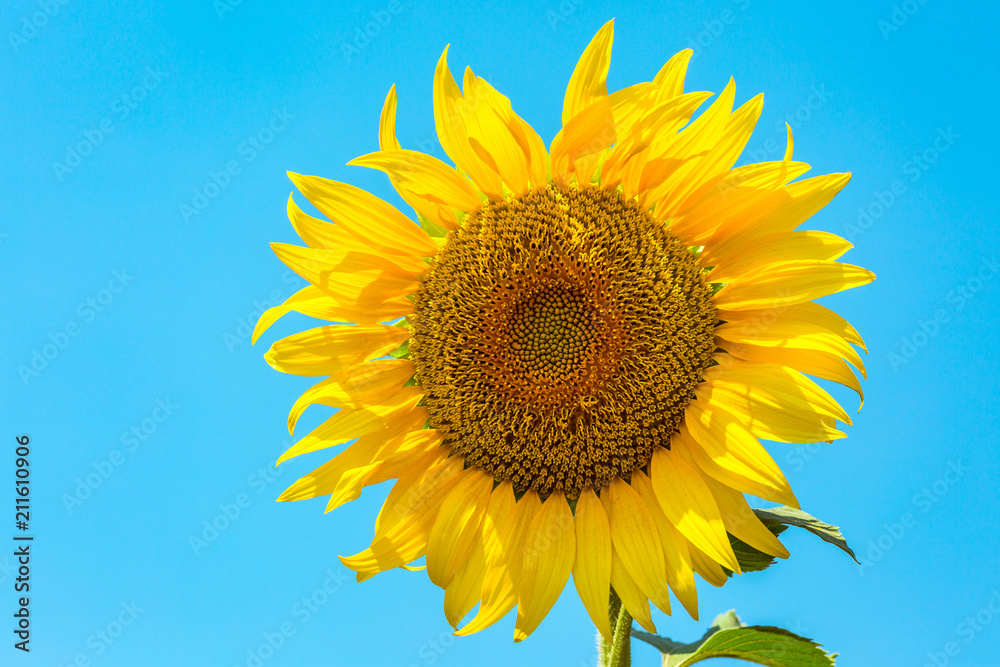 sunflower against the blue sky, field, agriculture sunflower against the blue sky, field, agriculture