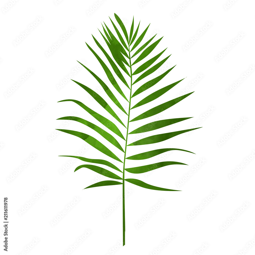 Palm leaf. Tropical plant on isolated background. Palm leaf. Tropical plant on isolated background.