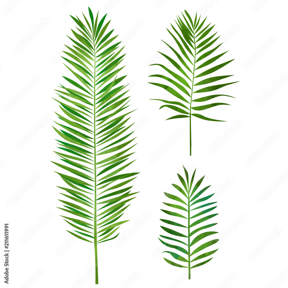 Palm leaf. Tropical plant on isolated background. Palm leaf. Tropical plant on isolated background.