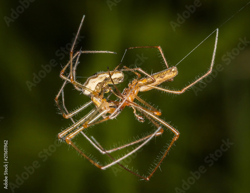 Garden spiders mating in a springtime garden © Tony Baggett