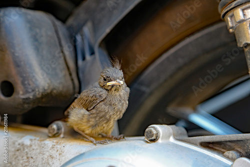 Kleiner Piepmatz auf großem Motorrad. photo