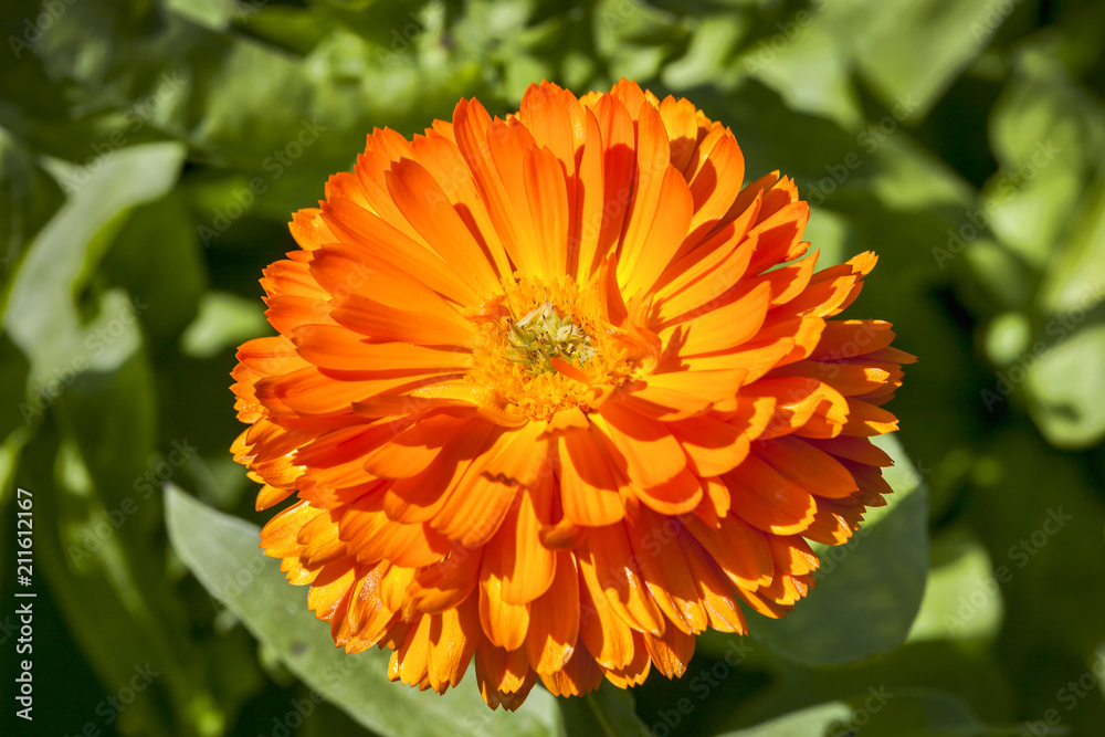 Calendula officinalis 'Geisha Girl' a yellow springtime summer annual flower plant commonly known as pot marigold Calendula officinalis 'Geisha Girl' a yellow springtime summer annual flower plant commonly known as pot marigold