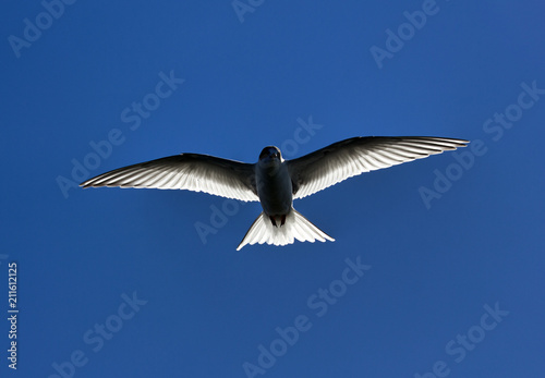 Young river tern (Sterna hirundo) flying photo