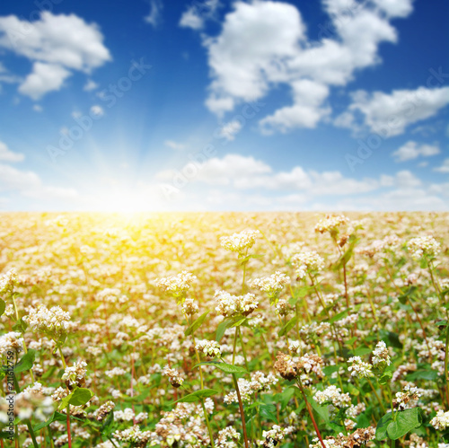 buckwheat field on sky