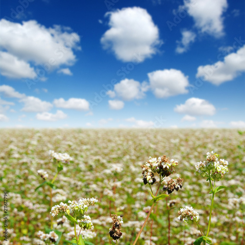 buckwheat field on sky