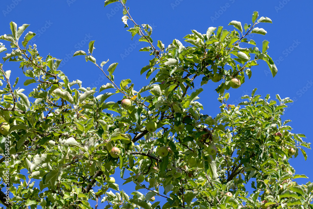 Ripe apples hanging at the apple tree in front of blue sky in summer Ripe apples hanging at the apple tree in front of blue sky in summer