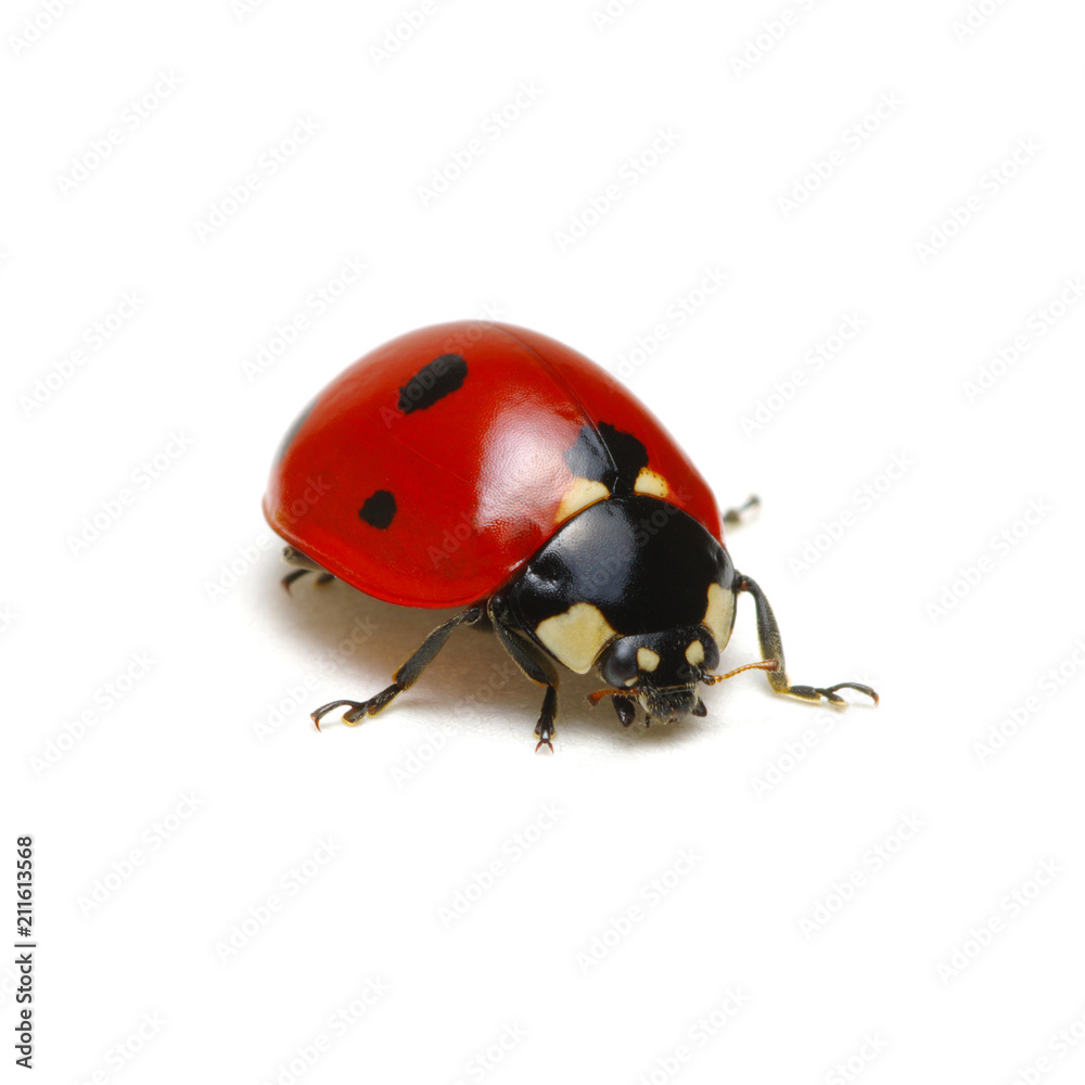 Ladybug isolated on white