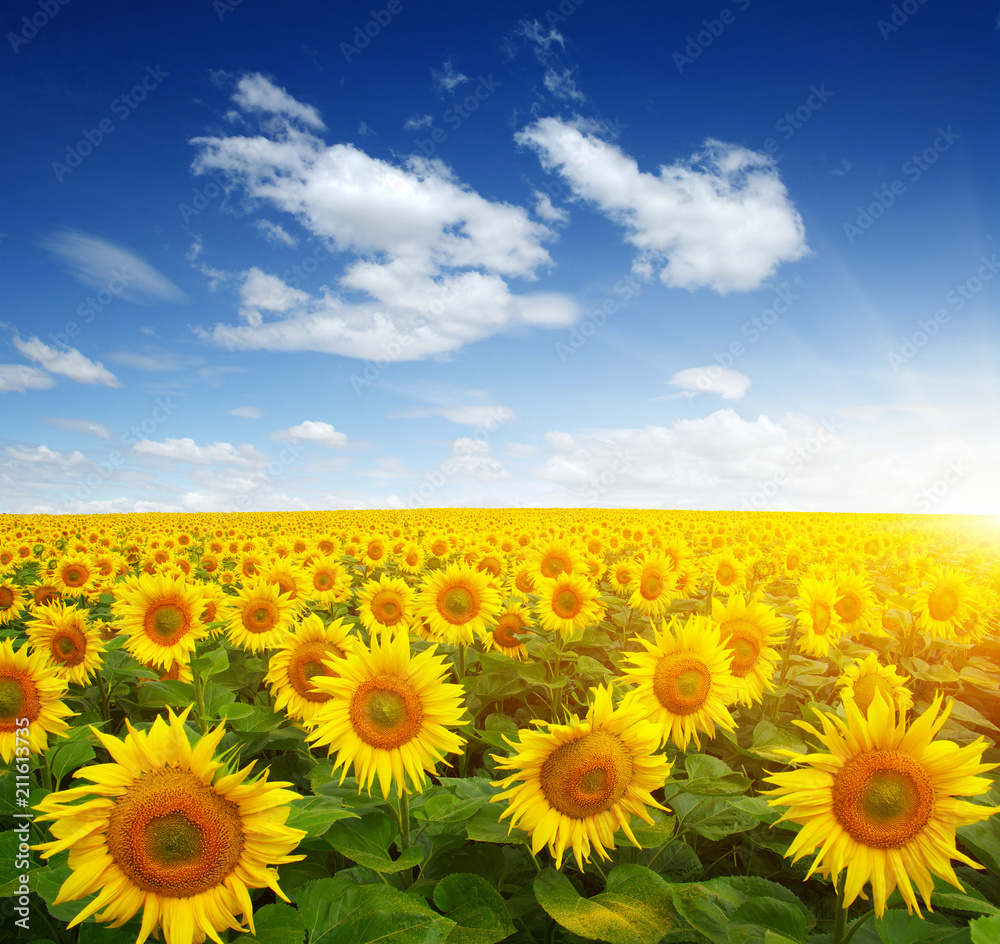 field of sunflowers field of sunflowers