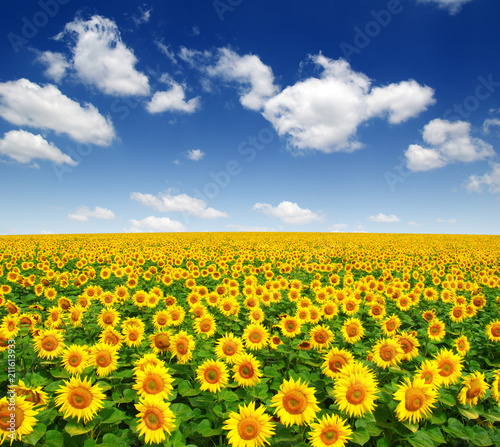Fototapeta Naklejka Na Ścianę i Meble -  sunflowers field on sky