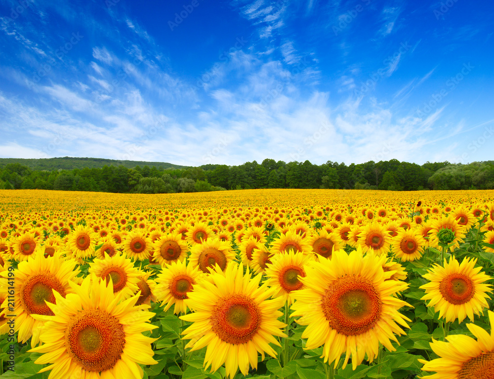 Fototapeta premium sunflowers field on sky
