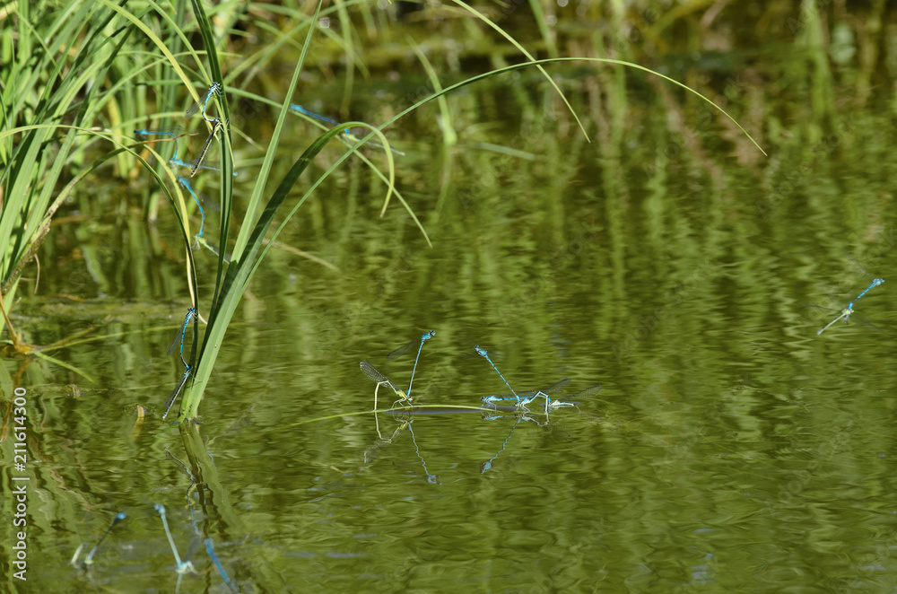 Breeding season of dragonflies species blue damselfly on the surface of the pond with green vegetation Breeding season of dragonflies species blue damselfly on the surface of the pond with green vegetation