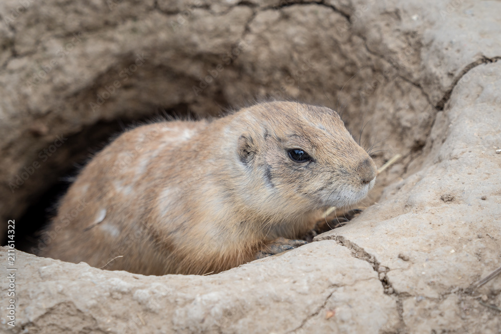 A prairie dog (cynomys ludovicianus) guard in alert at the opening to one of its tunnels (a hole) in park A prairie dog (cynomys ludovicianus) guard in alert at the opening to one of its tunnels (a hole) in park