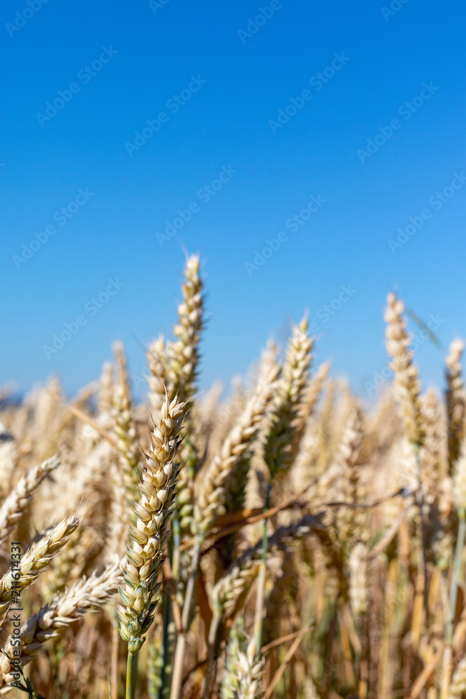 Close up view in golden ripe wheat ears under blue coudless sky in summer Close up view in golden ripe wheat ears under blue coudless sky in summer
