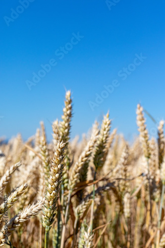 Close up view in golden ripe wheat ears under blue coudless sky in summer