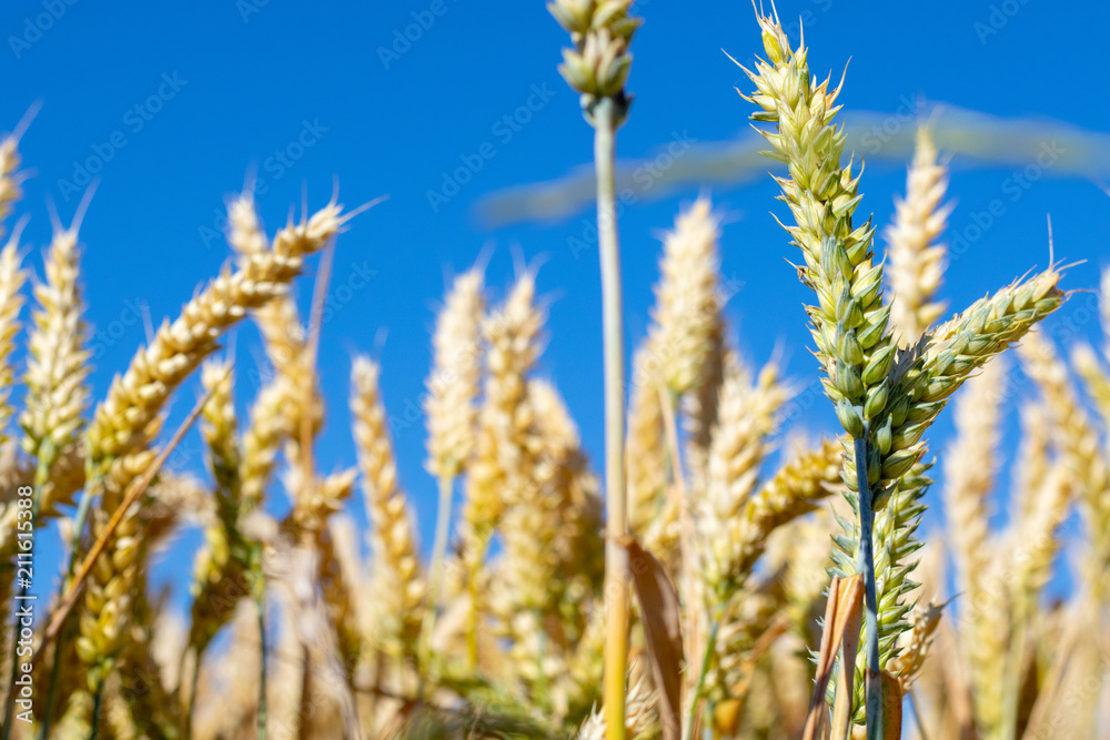 Golden ripe wheat ears in front of blue cloudless sky in summer
