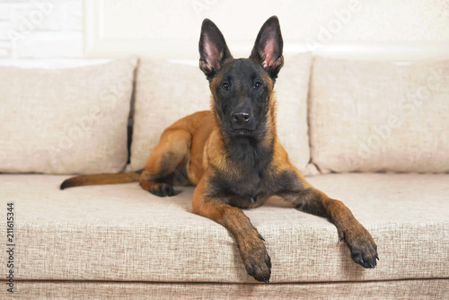 Cute Belgian Shepherd Malinois puppy with a black mask lying indoors on a couch