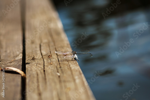 dragonfly on a old wooden pier