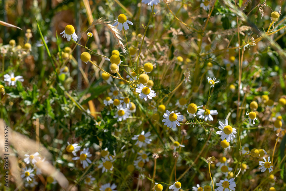 Blühende Kamille an einem Feldrand im Sommer Blühende Kamille an einem Feldrand im Sommer