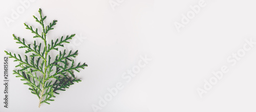 Pine tree on white paper