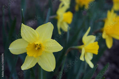 Yellow narcissus flowers or flower bouquet photo