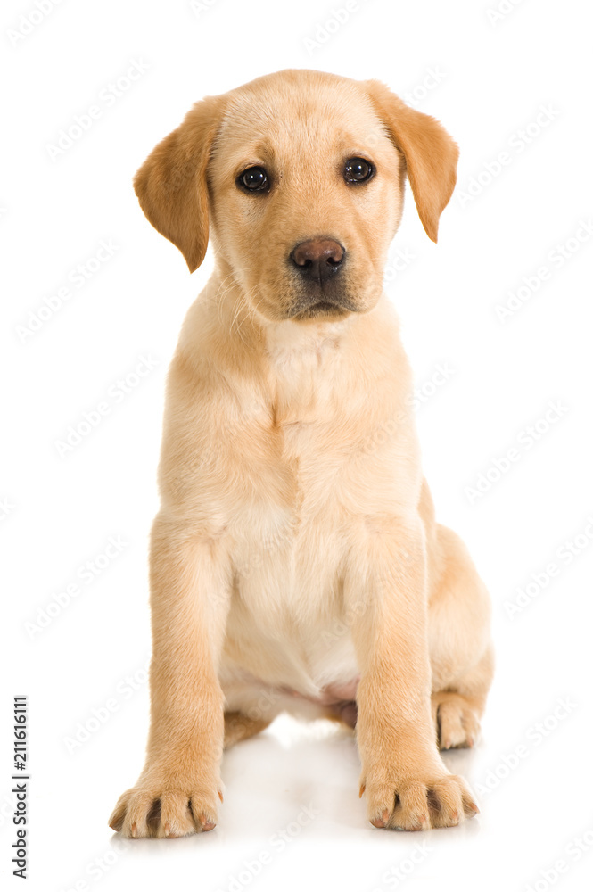 Sitzender Labrador Retriever Welpe isoliert auf weißem Hintergrund Sitzender Labrador Retriever Welpe isoliert auf weißem Hintergrund
