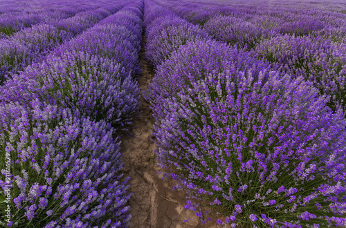 Stunning colorful landscape of blooming lavender rows