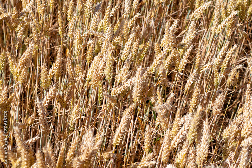 Fototapeta premium Top and close up view on wheat ears growing on a field in summer